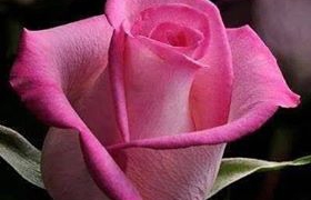 قصيدة: بقلبي لكم