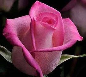 قصيدة: بقلبي لكم