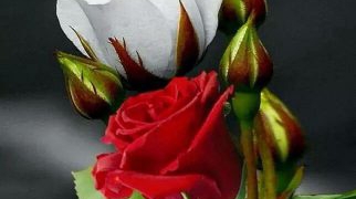 من شعر هايكو