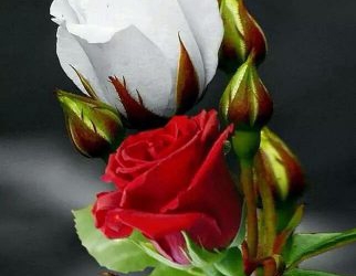 من شعر هايكو