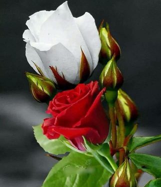 من شعر هايكو