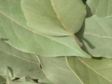 أوراق__اللورا