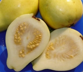 فوائد الجوافة الصحية