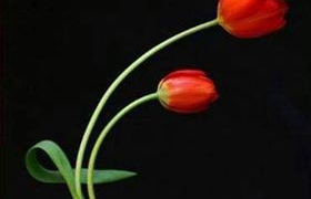 على سبيل .. الموت الرحيم