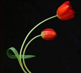 على سبيل .. الموت الرحيم