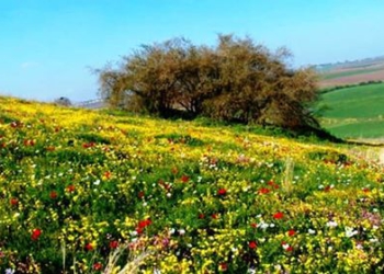 “كذبة في زهرة نيسان” – الورقة الثالثه