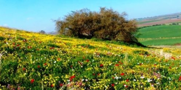 “كذبة في زهرة نيسان” – الورقة الثالثه
